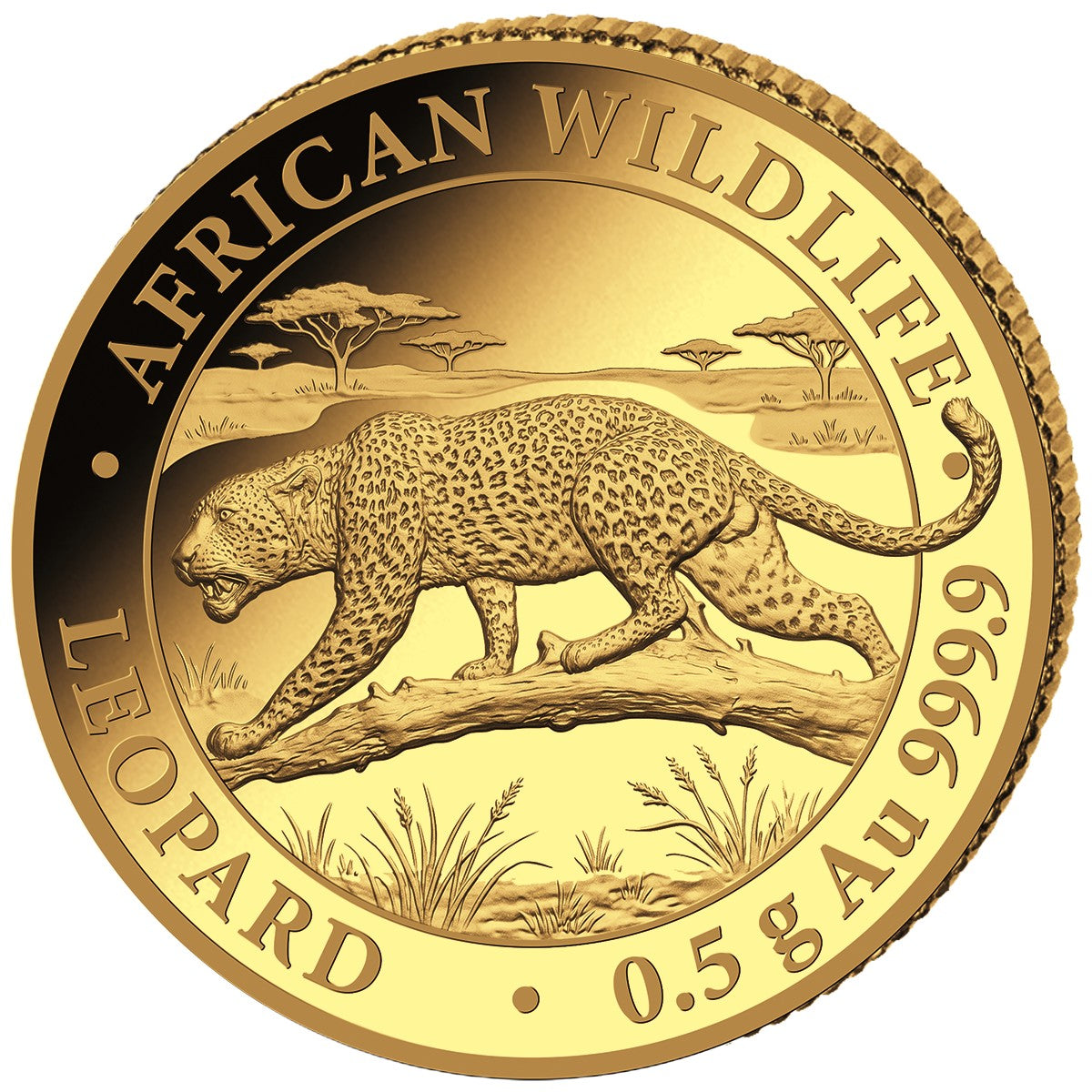 African Wildlife - Somalia Leopard - 2026 - 0,5 g Gramm Goldmünze PP**