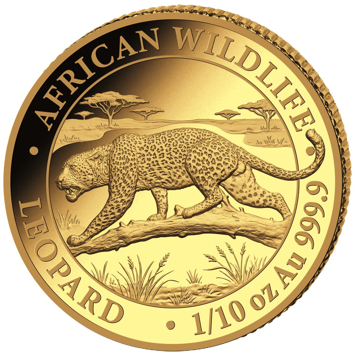 African Wildlife - Somalia Leopard - 2026 - 1/10 oz Goldmünze BU**